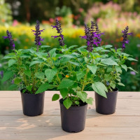 Salvia Guaranítica 3 lts